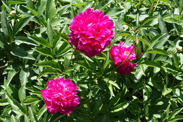3 vibrant magenta colored flowers of common peonies in June