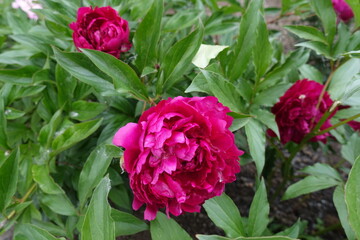 Showy magenta colored flowers of three common peonies in May