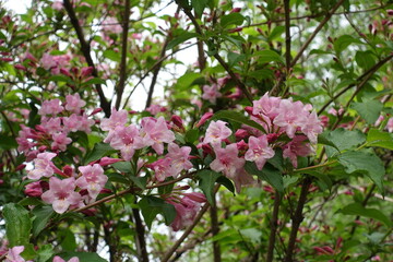 Pink flowers and buds in the leafage of Weigela florida in mid May