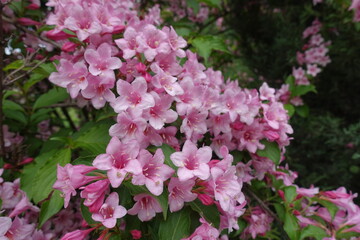 Plenitude of pink flowers of Weigela florida in mid May