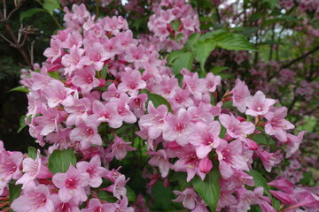 Profusion of pink flowers of Weigela florida in mid May