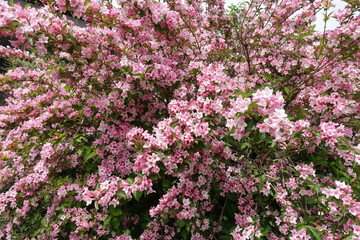 Obraz premium Plenty of pink flowers of Weigela florida in mid May