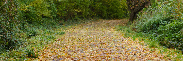 Weg mit Herbstlaub bedeckt, Nordrhein-Westfalen, Deutschland, Europa