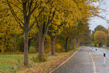 Radfahrweg mit Herbstlaub, Kamen, Ruhrgebiet, Nordrhein-Westfalen, Deutschland, Europa
