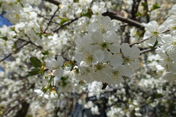 Multitude of white flowers of cherry tree in April