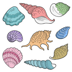 Shell set graphic color sketch illustration vector 