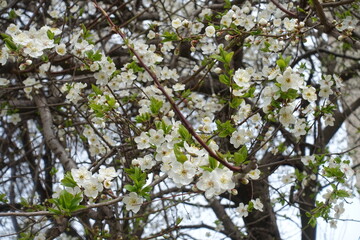 Obraz premium White flowers and buds of cherry tree in March