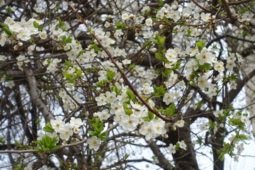 White flowers and buds of cherry tree in March