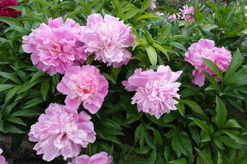 Light pink flowers of common peonies in May