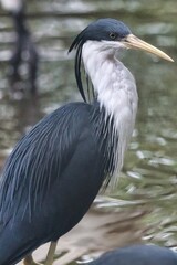 Port Douglas, Queensland, Australia