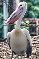 Port Douglas, Queensland, Australia