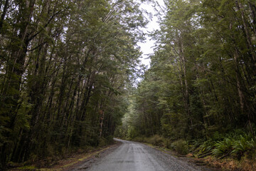 path between trees on cloudy day in Te Anau, New Zealand