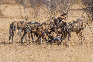 Naklejka na ściany i meble Pack of African wild dogs (Lycaon pictus) playing