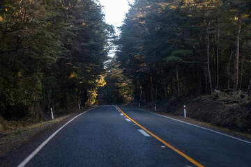 Fototapeta premium road with yellow line between pine trees in new zealand