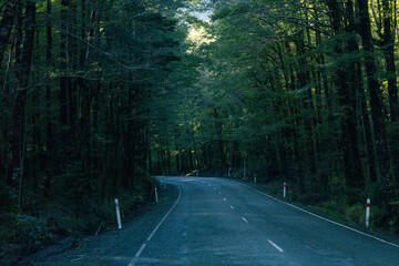 mildford sound road between trees. New Zealand