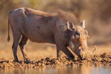 Warthog (Phacochoerus africanus) drinking from a waterhole
