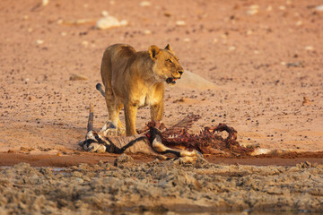 Young male Lion (Panthera leo) with remains of a Gemsbok (oryx gazella) prey