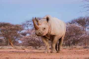 Impressive Black rhinoceros (Diceros bicornis) standing quietly in the bush in the blue hour just after sunset