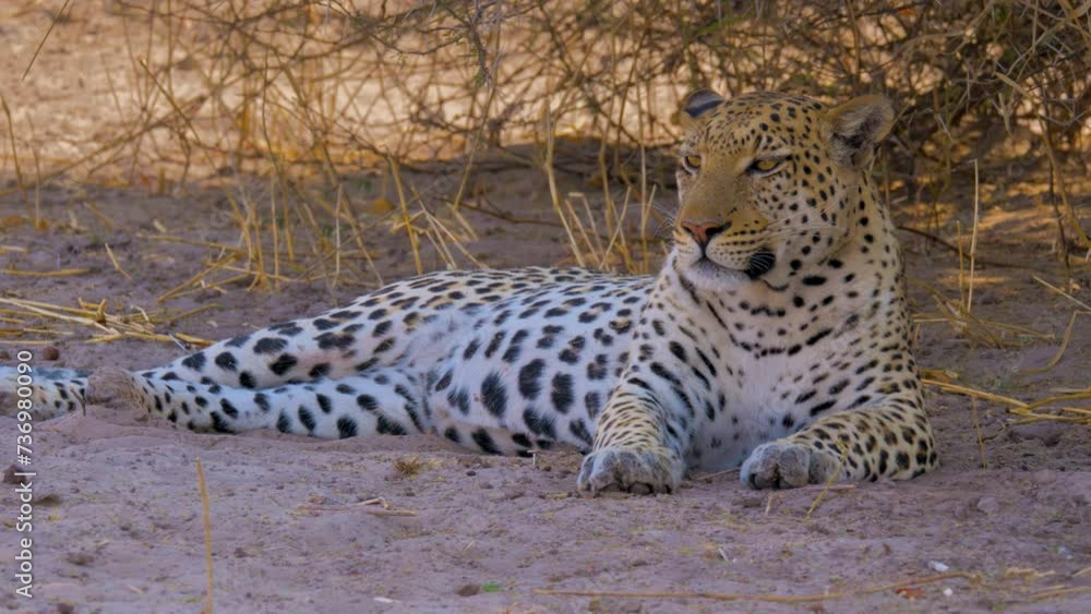 Poster leopard (panthera pardus) resting and relaxing in the shade of a tree after a succesful hunt