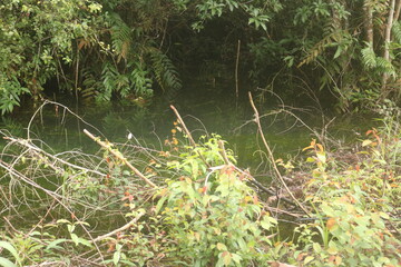 Beautiful natural view of a river in the tropical green forests of Southeast Asia with a forest and white sand background with clean and comfortable air