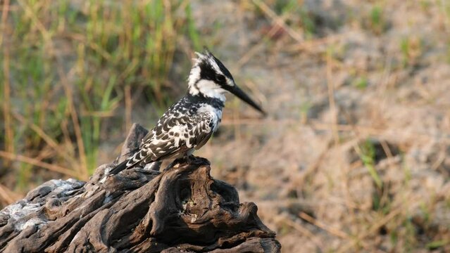 Pied kingfisher (Ceryle rudis) Preening Its Feathers. Close Up Shot