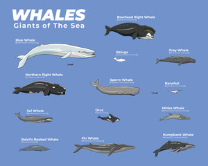 Whales Giant of the Sea