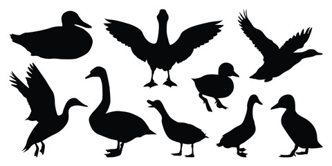 Duck Silhouettes vector illustration