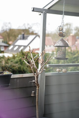 Obraz premium balkon meisen