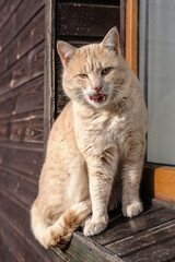 Funny ginger cat licking his paw sitting on the window. Vertical image.