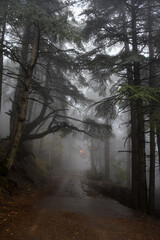 Trees in the forest during foggy weather in Chrea town, Blida, Algeria.