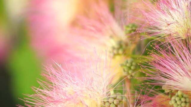 Persian silk tree Albizia julibrissin flowers resembling starbursts of pink silky threads. Pink siris, silk tree acacia Albizia julibrissin during flowering period. Close-up Slow motion