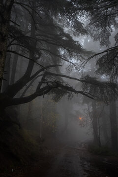 Trees in the forest during foggy weather in Chrea town, Blida, Algeria.