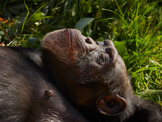 Closeup of chimpanzee peacefully asleep on fresh grass. Rest concept. Relax concept. 