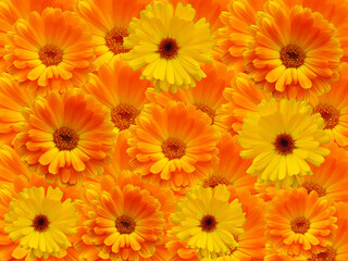 Ringelblume, Calendula officinalis, Ringelblumenblüten als Hintergrund