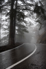 Empty road amidst trees in a forest during foggy weather in Chrea town, Blida, Algeria.