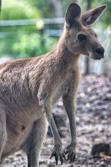 Fototapeta premium Port Douglas, Queensland, Australia