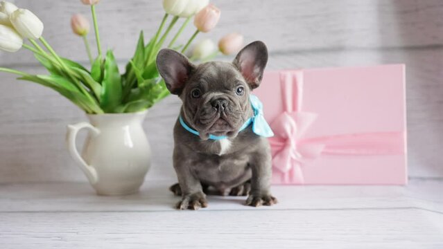 cute French bulldog puppy in a bow tie with a bouquet of pink spring tulip flowers looks at the camera