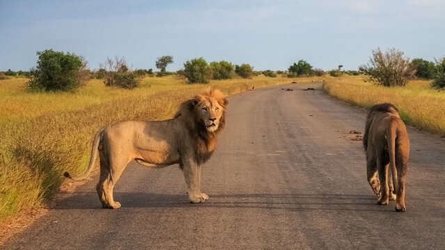 Male Lion in Kruger National Park on the road 