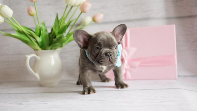 cute French bulldog puppy in a bow tie with a bouquet of pink spring tulip flowers looks at the camera