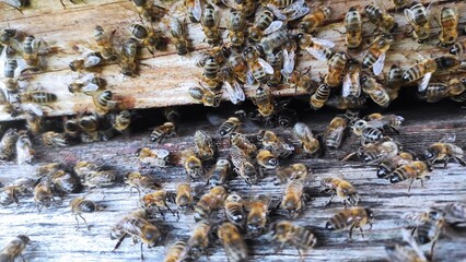a family of bees in an old vintage hive