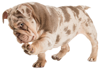 Cute adorable purebred dog, Merle French Bulldog isolated on transparent background. Playful puppy. Concept of domestic animals, pet friend, care, vet, health