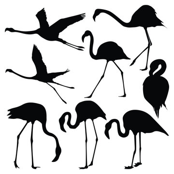 Flamingo Bird Silhouettes vector art
