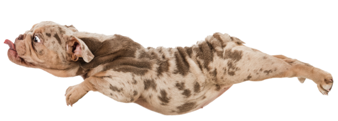 Funny image of cute dog, puppy, Purebred Merle French Bulldog in motion, with tongue sticking out isolated on transparent background. Concept of domestic animals, pet friend, care, vet, health
