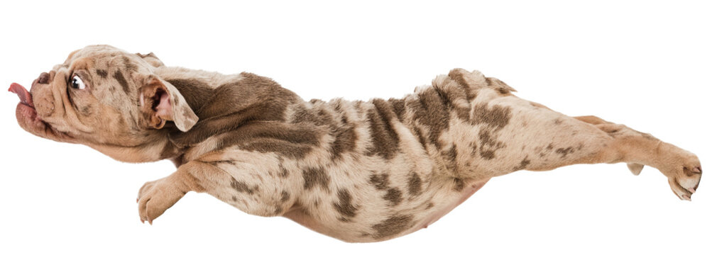 Funny image of cute dog, puppy, Purebred Merle French Bulldog in motion, with tongue sticking out isolated on transparent background. Concept of domestic animals, pet friend, care, vet, health