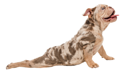 Stretching. Cute adorable purebred dog, Merle French Bulldog isolated on transparent background. Playful happy puppy. Concept of domestic animals, pet friend, care, vet, health