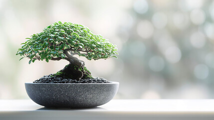 Fondo minimalista de un bonsai en primer plano sobre un fondo claro y liso - obrazy, fototapety, plakaty