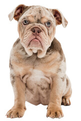 Adorable puppy, purebred Merle French Bulldog calmly sitting and looking isolated on transparent background. Smart cute pet. Concept of domestic animals, pet friend, care, vet, health