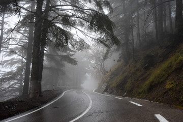 Empty road amidst trees in a forest during foggy weather in Chrea town, Blida, Algeria.