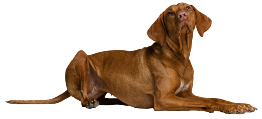Adorable, beautiful, smart purebred vizsla dog calmly lying at looking isolated on transparent background. Concept of domestic animals, pet friend, care, vet, health