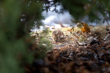 Shy wood mouse cautiously approaches in search of food